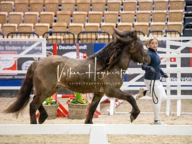 PSB Körung unsortiert Teil 1 26