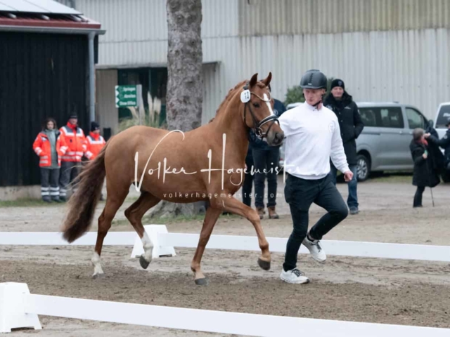 ZfdP Kranichstein Ponys 11