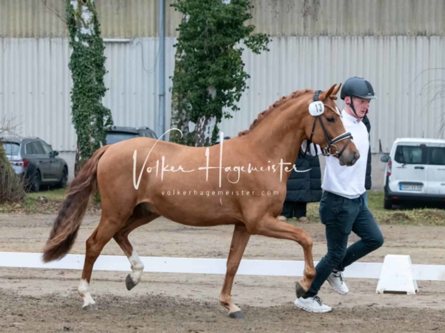 ZfdP Kranichstein Ponys 12