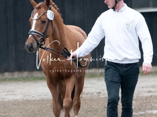 ZfdP Kranichstein Ponys 13