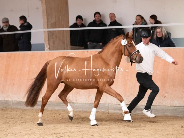 ZfdP Kranichstein Ponys 14