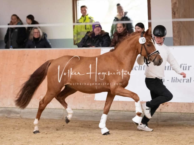 ZfdP Kranichstein Ponys 15