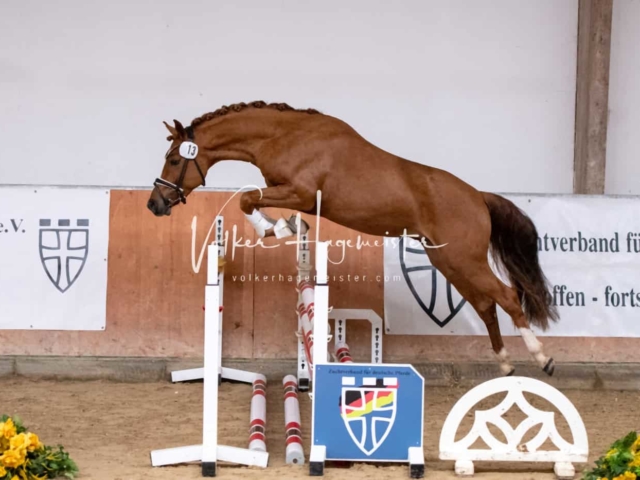 ZfdP Kranichstein Ponys 16