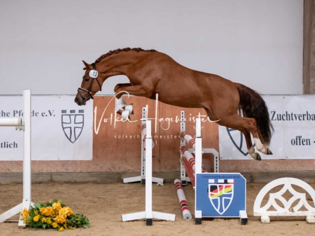 ZfdP Kranichstein Ponys 17