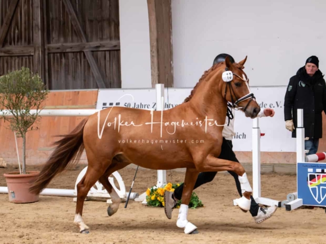 ZfdP Kranichstein Ponys 18