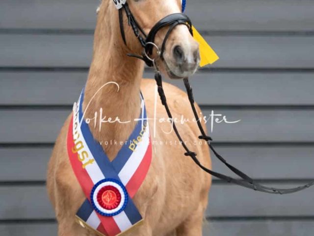 Impressionen PSB Samstag unsortiert 15