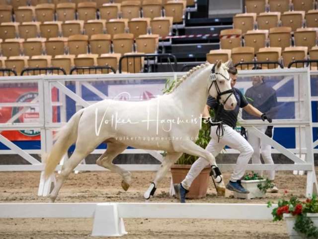 Impressionen PSB Körung Freitag 13