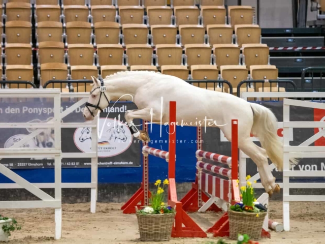 Impressionen PSB Körung Freitag 14