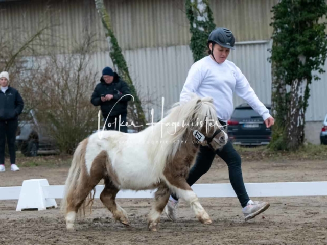 ZfdP Kranichstein Ponys 19