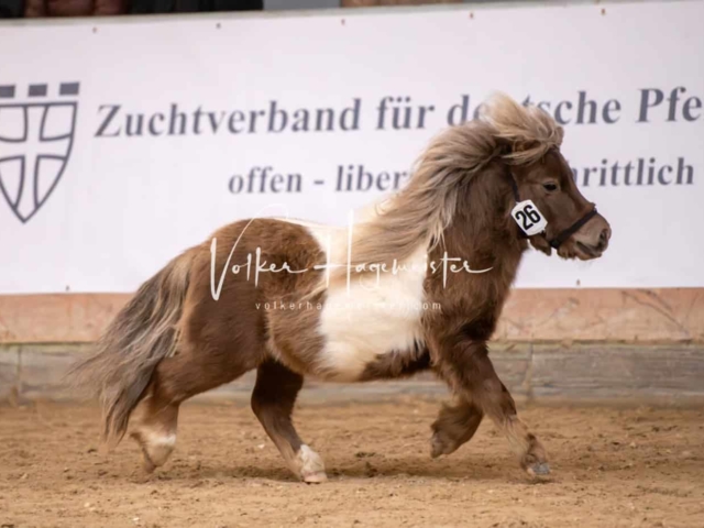 ZfdP Kranichstein Ponys 20