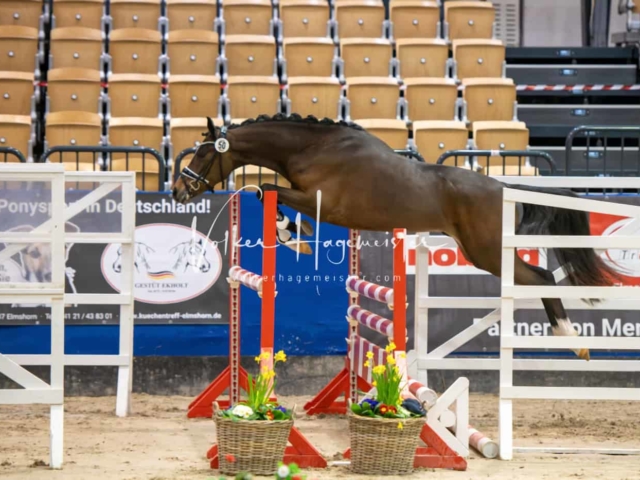 Impressionen PSB Körung Freitag 15