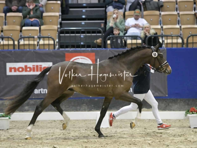 PSB Körung Schärpenträger 3