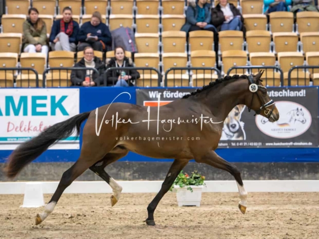 PSB Körung Schärpenträger 4