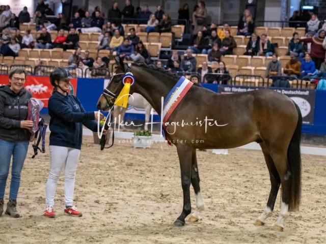 PSB Körung Schärpenträger 6