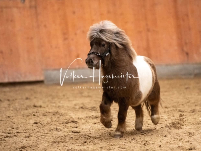 ZfdP Kranichstein Ponys 25