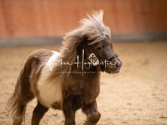 ZfdP Kranichstein Ponys 26