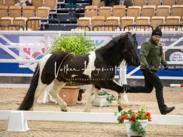 PSB Körung unsortiert Teil 1 27