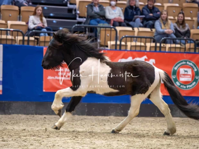 PSB Körung Schärpenträger 8