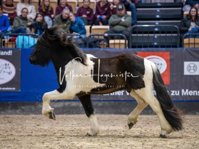 PSB Körung Schärpenträger 10
