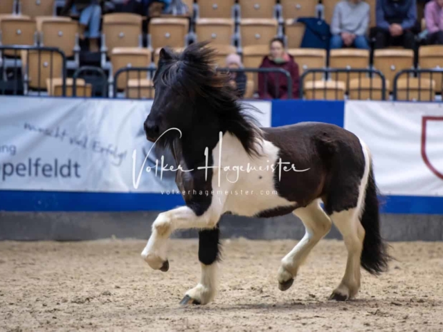 PSB Körung Schärpenträger 11