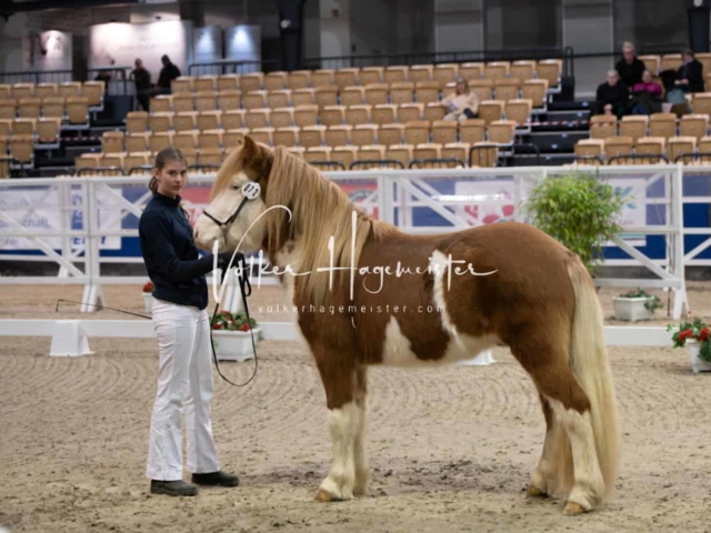 PSB Körung unsortiert Teil 1 30