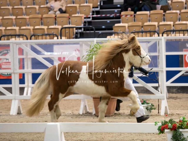 PSB Körung unsortiert Teil 1 1