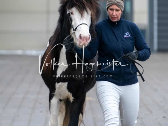 PSB Körung Schärpenträger 12