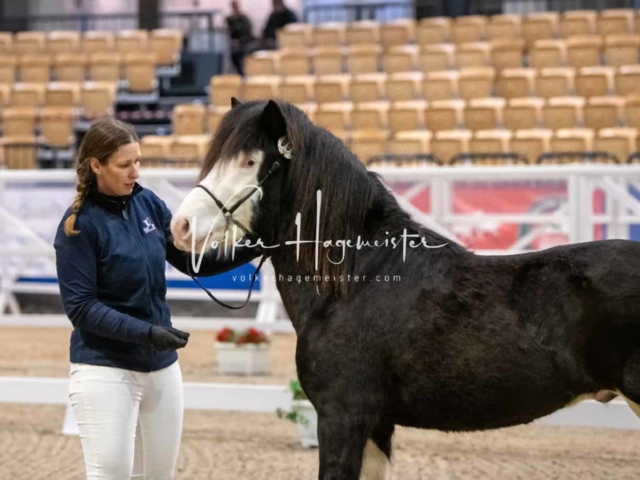 PSB Körung unsortiert Teil 1 28