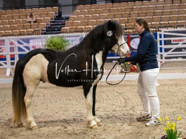 PSB Körung unsortiert Teil 1 29