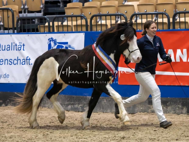 PSB Körung Schärpenträger 14