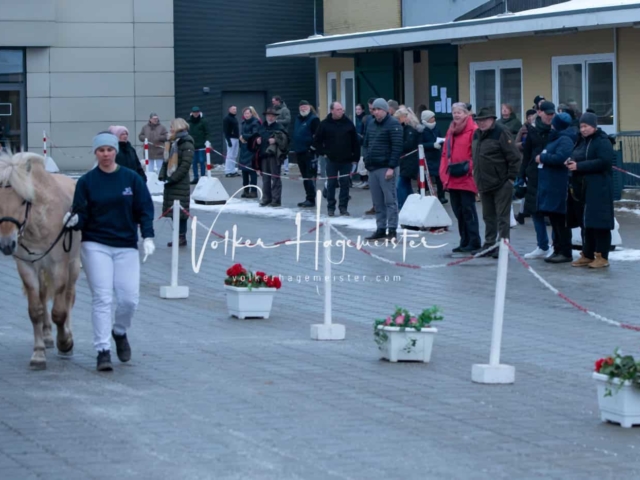 Impressionen PSB Körung Freitag 16