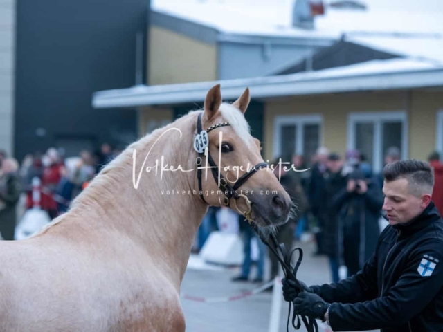 Impressionen PSB Körung Freitag 18