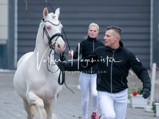 Impressionen PSB Körung Freitag 19