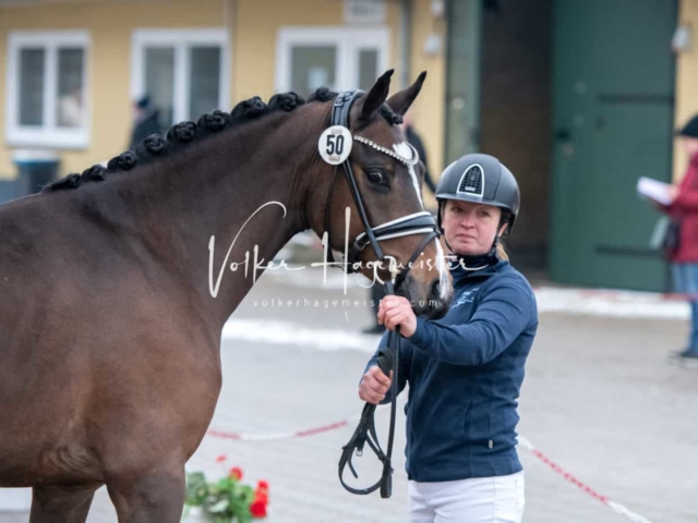 Impressionen PSB Körung Freitag 20