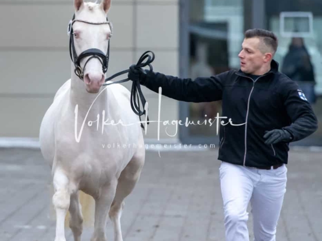 Impressionen PSB Körung Freitag 23