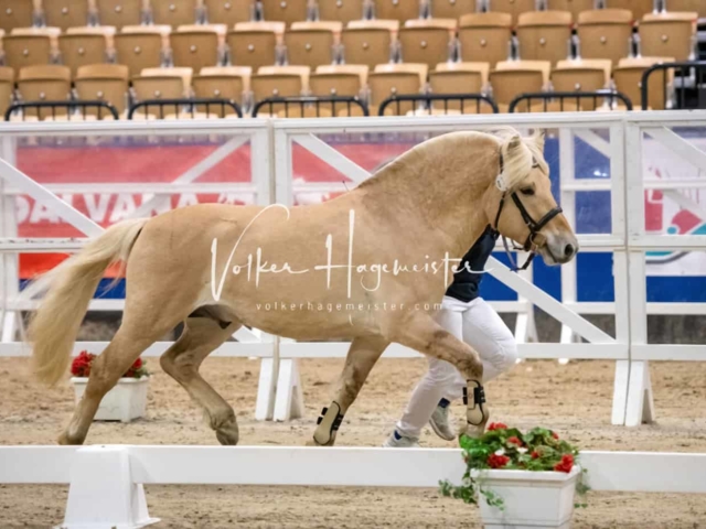 PSB Körung Schärpenträger 20