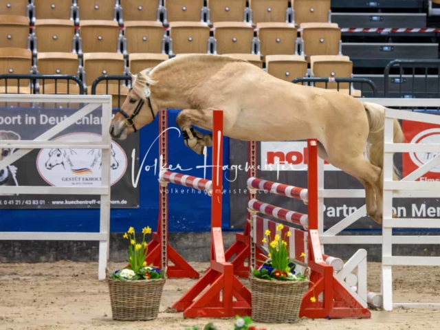 PSB Körung Schärpenträger 23