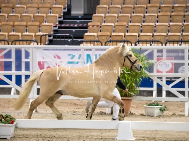 Impressionen PSB Körung Freitag 25