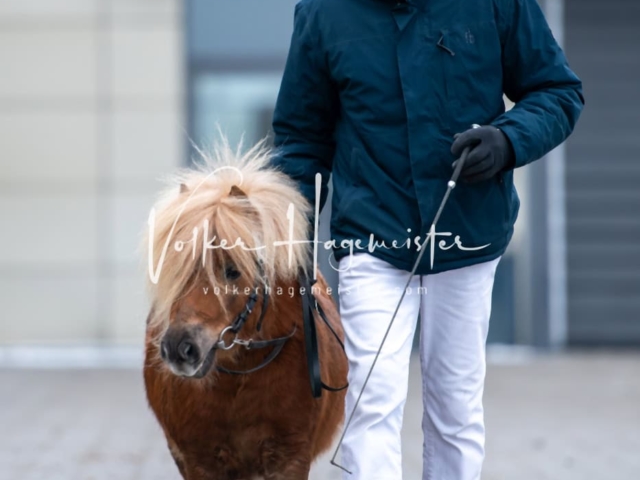 Impressionen PSB Körung Freitag 27