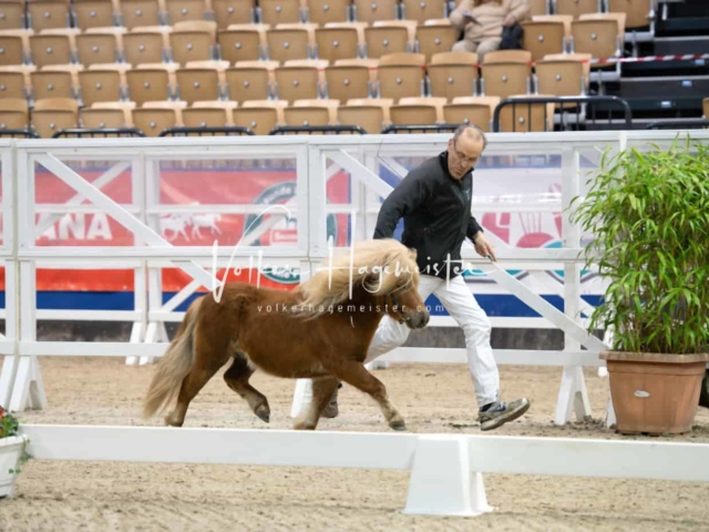 Impressionen PSB Körung Freitag 28