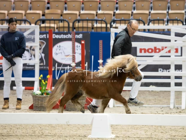 Impressionen PSB Körung Freitag 29