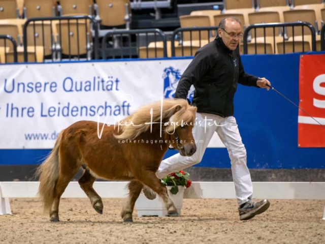 PSB Körung unsortiert Teil 1 4