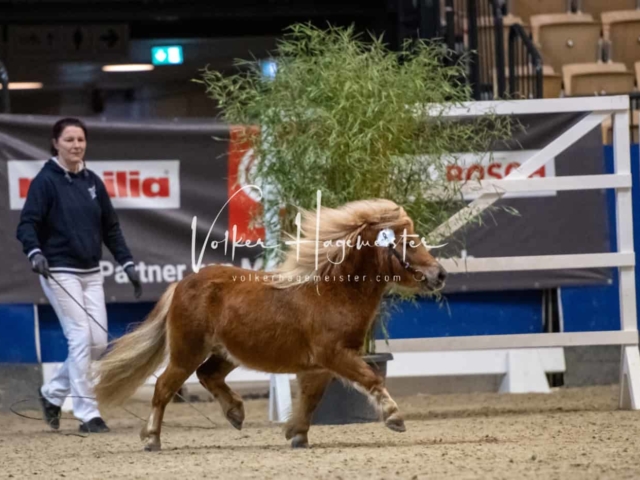 PSB Körung unsortiert Teil 1 5