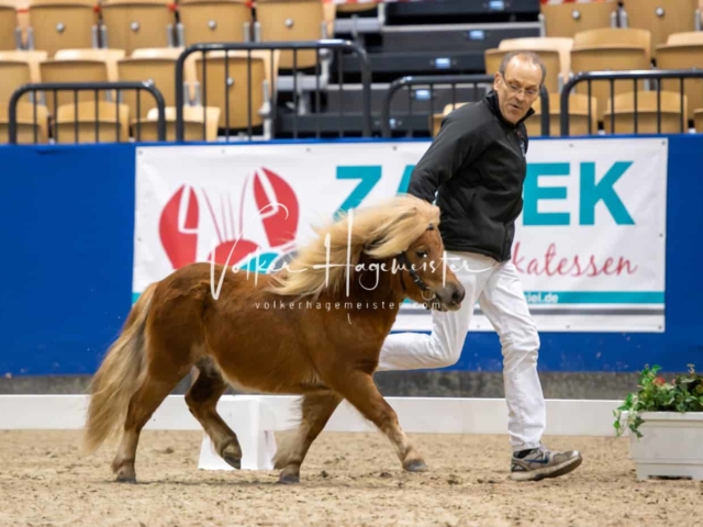 PSB Körung unsortiert Teil 1 6