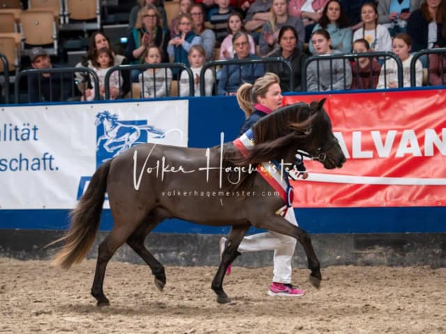 PSB Körung Schärpenträger 27