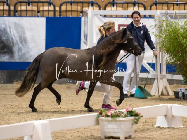 PSB Körung Schärpenträger 28