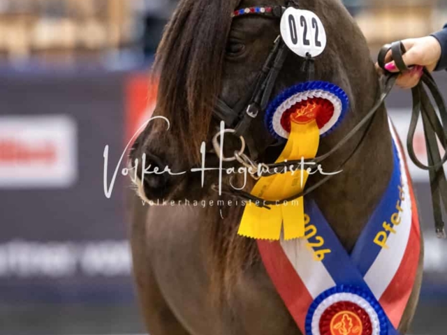 PSB Körung Schärpenträger 30