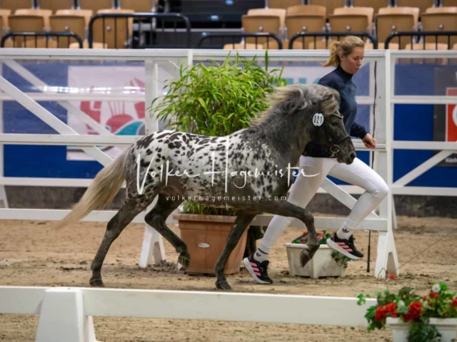 PSB Körung unsortiert Teil 1 7