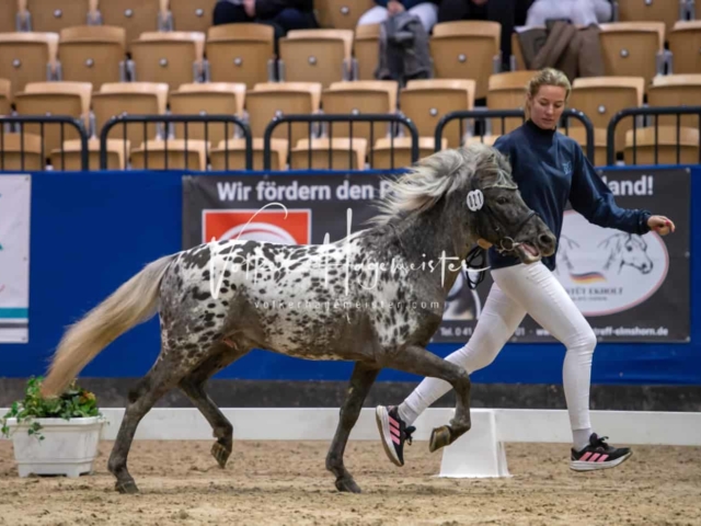 PSB Körung unsortiert Teil 1 8