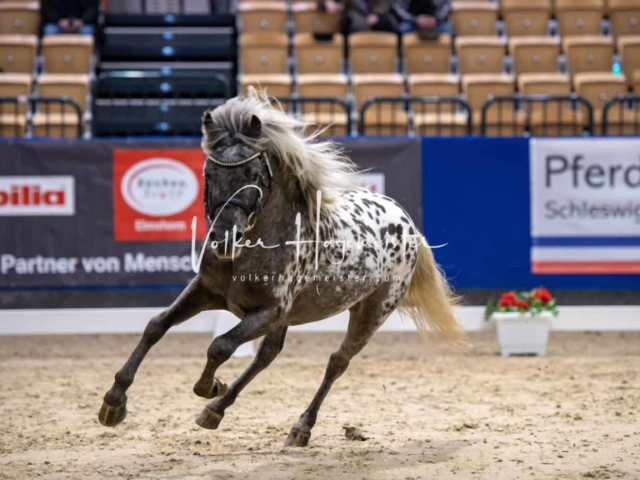PSB Körung unsortiert Teil 1 9